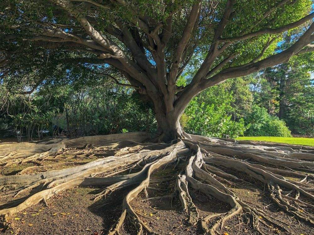 Árbol con raíces extendidas en todas direcciones